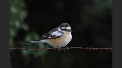 Masked Shrike