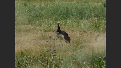 Black Stork