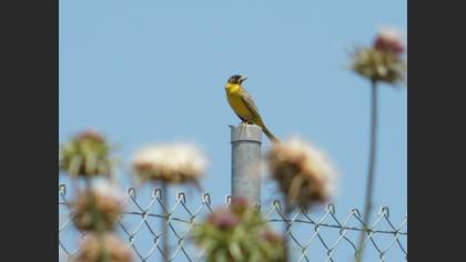 Black-headed Bunting