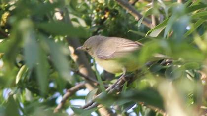 Icterine Warbler
