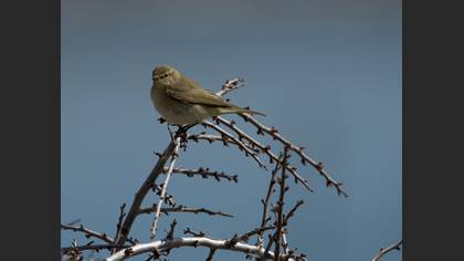 Willow Warbler