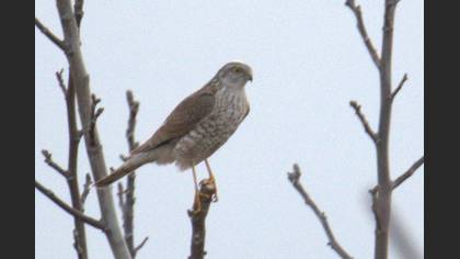 Eurasian Sparrowhawk