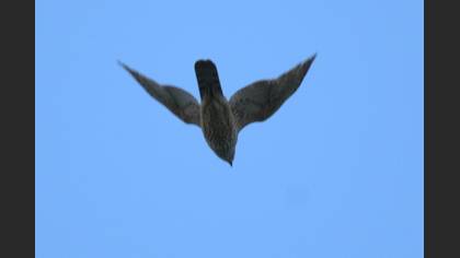 Eurasian Goshawk