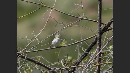 Eastern Olivaceous Warbler