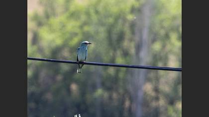 European Roller