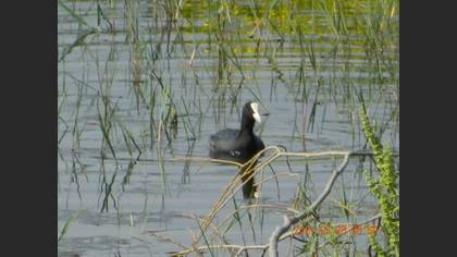Eurasian Coot