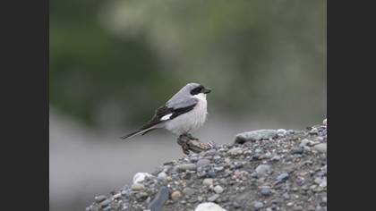 Lesser Grey Shrike