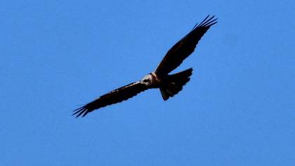 Western Marsh Harrier