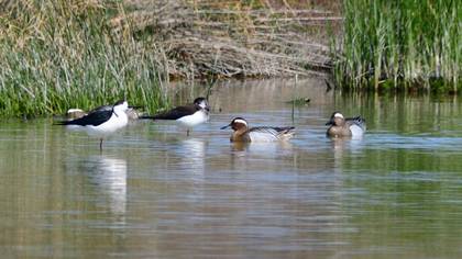 Garganey