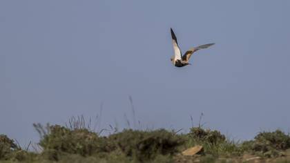 Black-bellied Sandgrouse