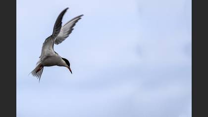 Common Tern