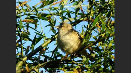 Barred Warbler