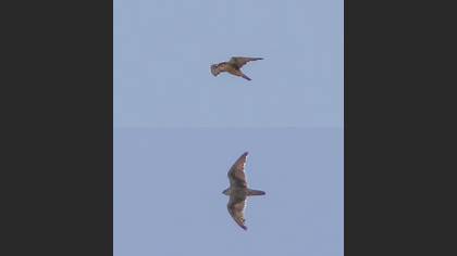 Lanner Falcon