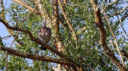 Common Wood Pigeon