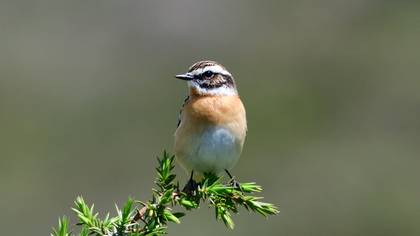 Whinchat