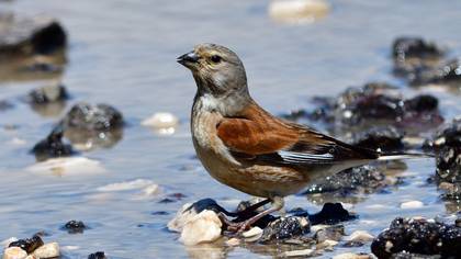 Common Linnet