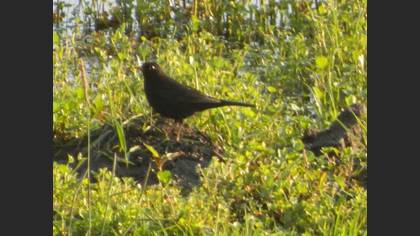 Common Blackbird