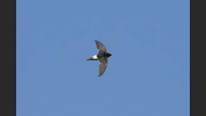 Little Swift