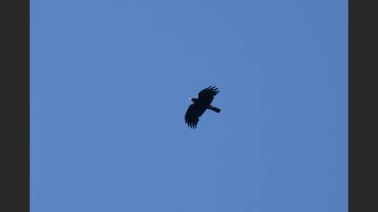 Red-billed Chough