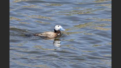 White-headed Duck