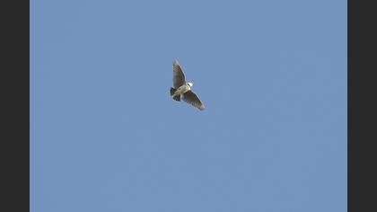 Bimaculated Lark