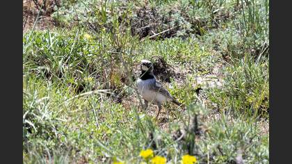 Horned Lark