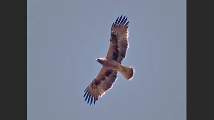Bonelli`s Eagle
