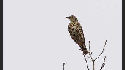Mistle Thrush