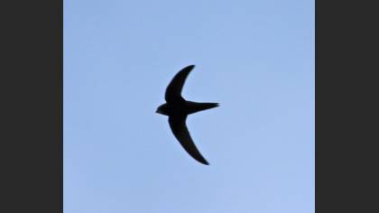 Common Swift