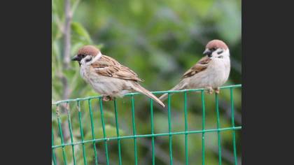 Eurasian Tree Sparrow