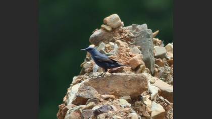 Blue Rock Thrush