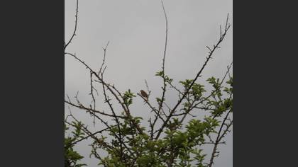 Corn Bunting