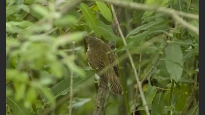 Marsh Warbler