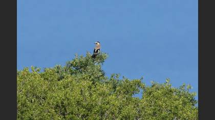 Eurasian Jay