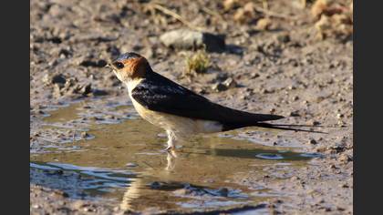 European Red-rumped Swallow