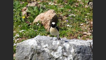 Black-eared Wheatear