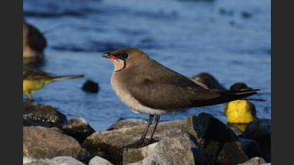 Collared Pratincole