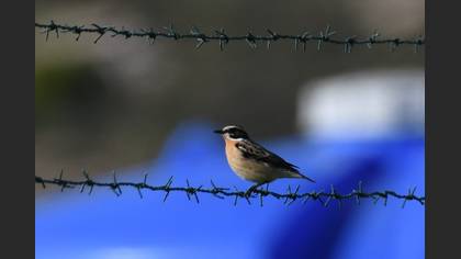 Whinchat