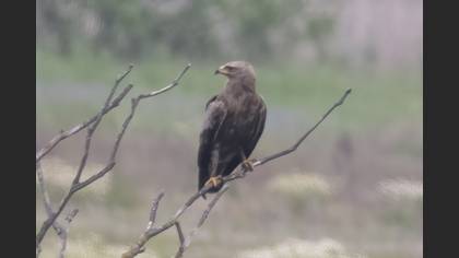 Lesser Spotted Eagle