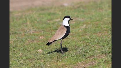 Spur-winged Lapwing