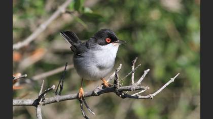 Sardinian Warbler