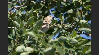 Desert Finch