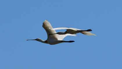 Eurasian Spoonbill