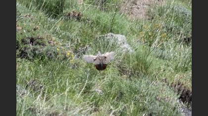 Grey Partridge