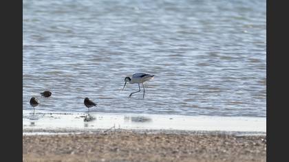 Pied Avocet