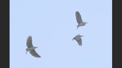 Black-crowned Night Heron
