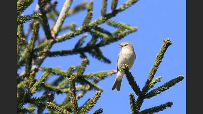 Mountain Chiffchaff