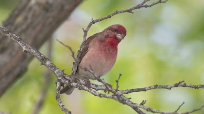 Common Rosefinch