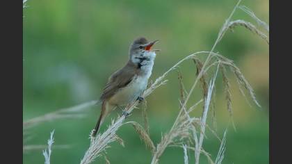 Great Reed Warbler