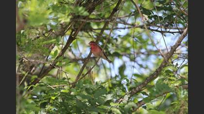 Common Rosefinch
